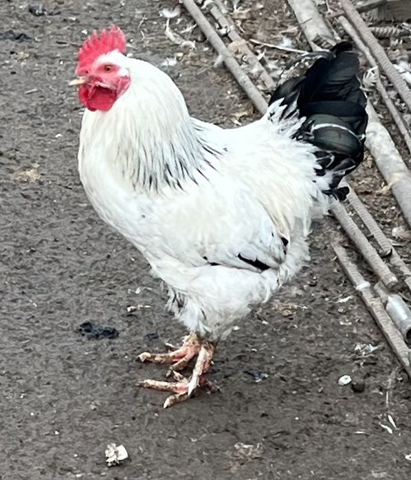 Петух адлерская серебристая