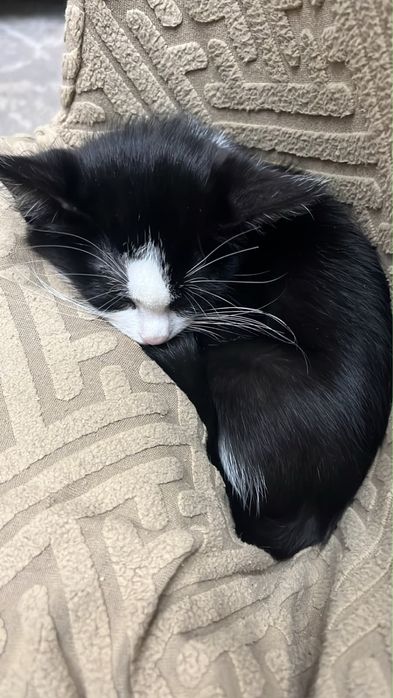 Домашние котята .