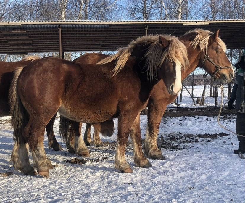 В продаже лошади