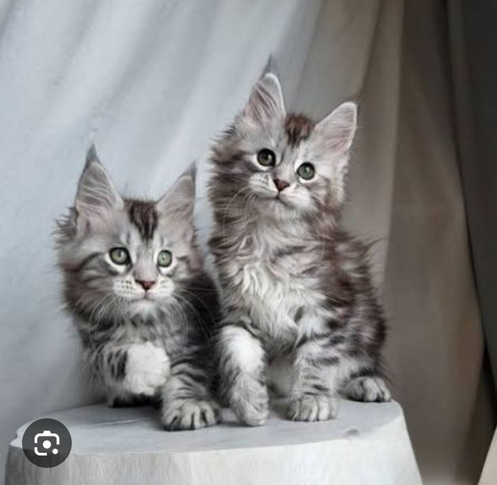 Шикарные котята мейнкун