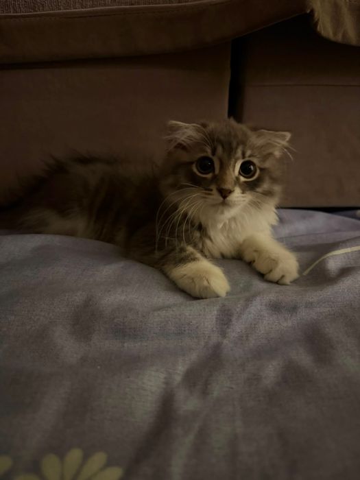 Котёнок, девочка, 3 месяца
