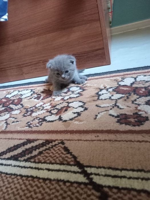 Продаю котят шатланских фолды