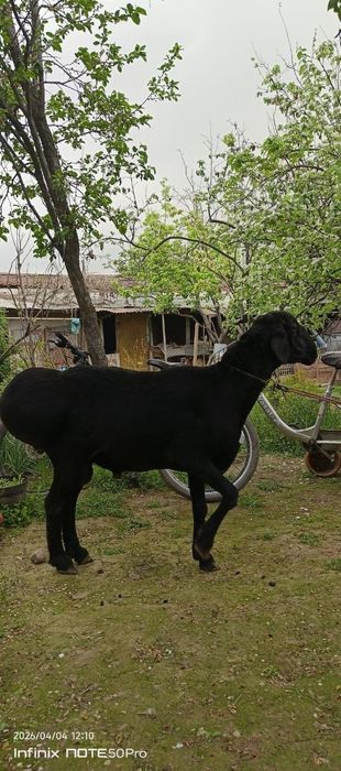 Қўчқор  қора қўчқор сотилади