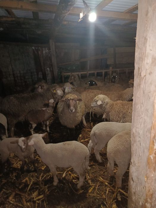 Vând oii cu miei lângă ele