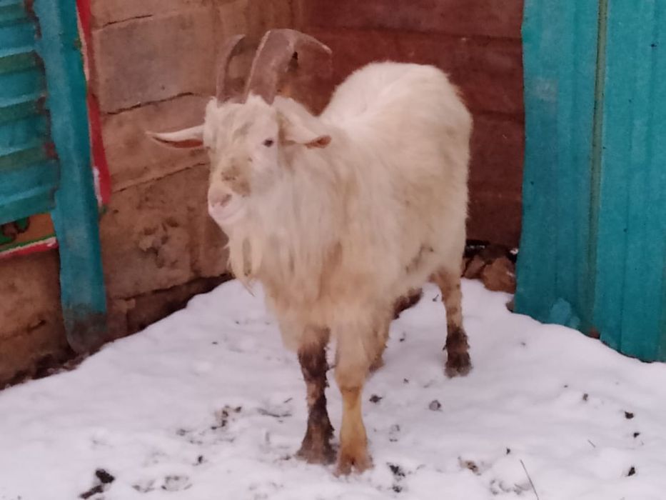 Теке сатылады 30000