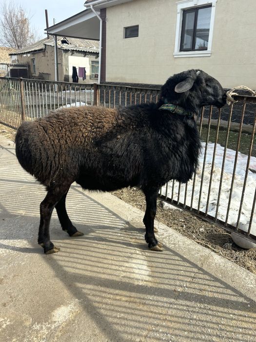 Қошқар сатылады