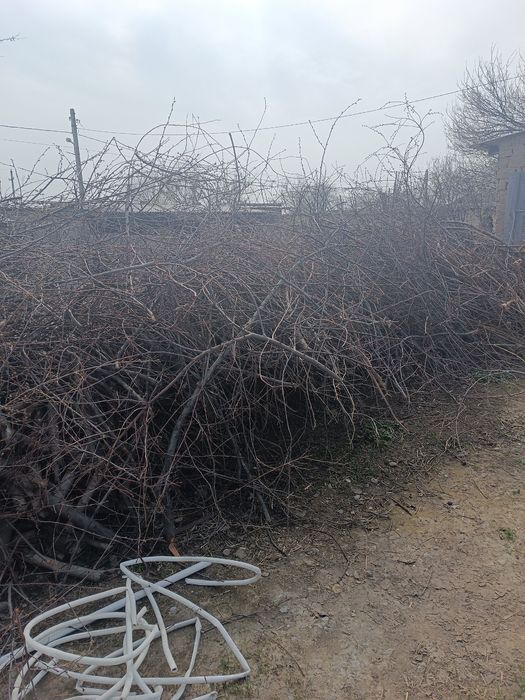 Дарахт Утин сотилади