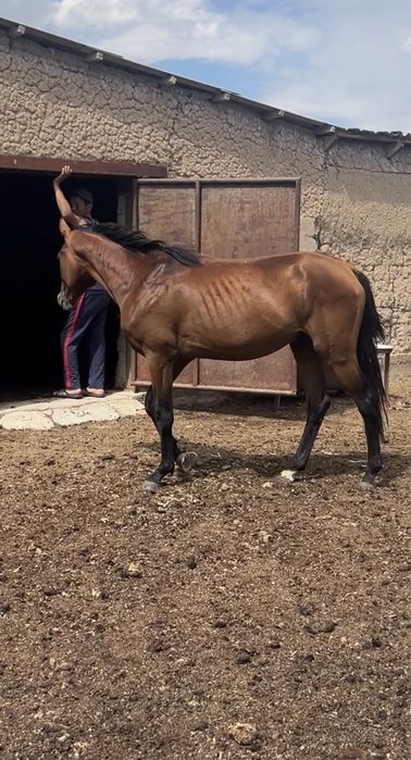 Тазағанды Бесті Айғыр Сатылады