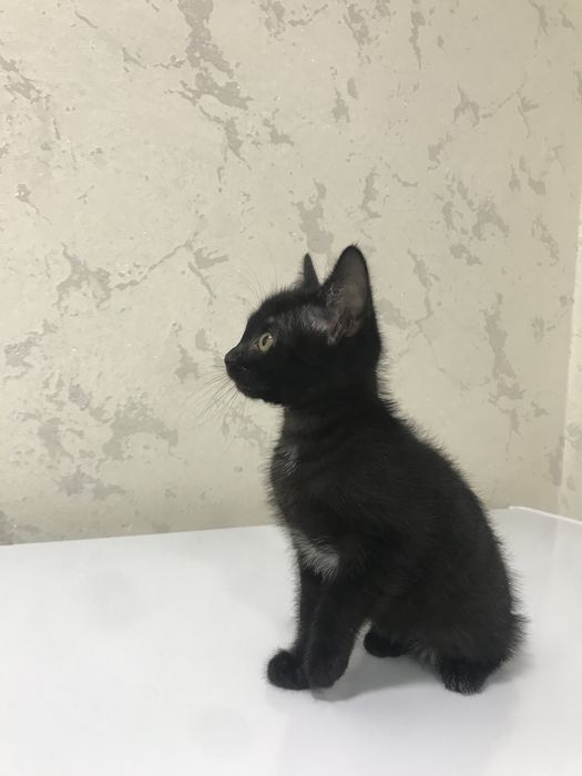 Продам котенка в добрые руки