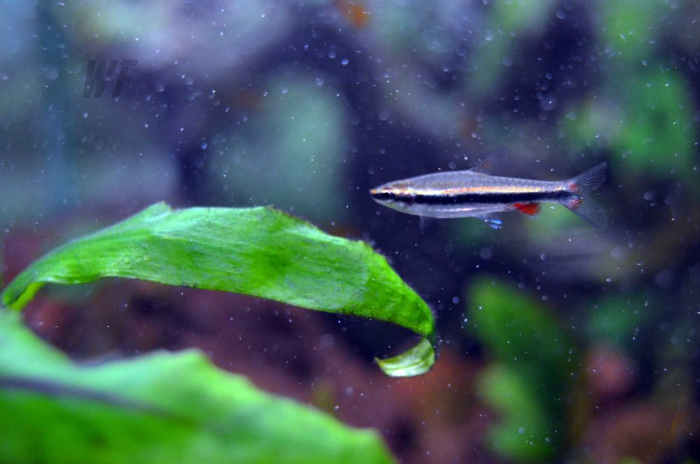 Аквариумные рыбки