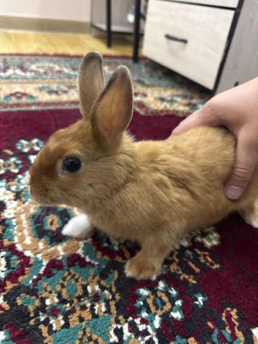 Karlik quyon sotiladi