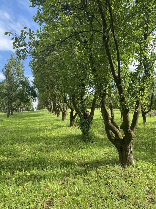 De vanzare mun Falticeni, jud Suceava