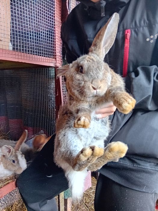 Зайци за продаване