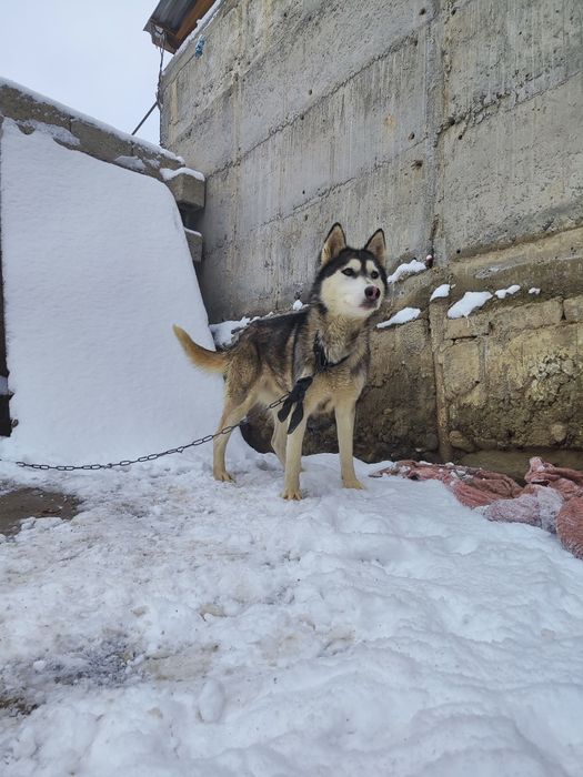 Собака Хаски девочка