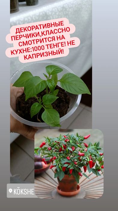 Комнатные цветы по 1000 тенге