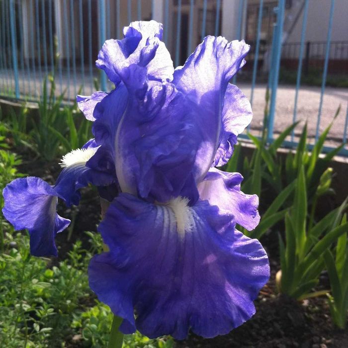 рассада  сортовых ирисов, кентрантуса рубрума, аллиума Суворова и лесн