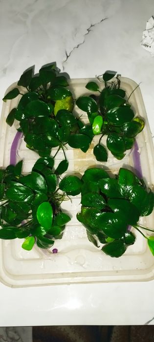 Продам аквариумные растения Анубияс