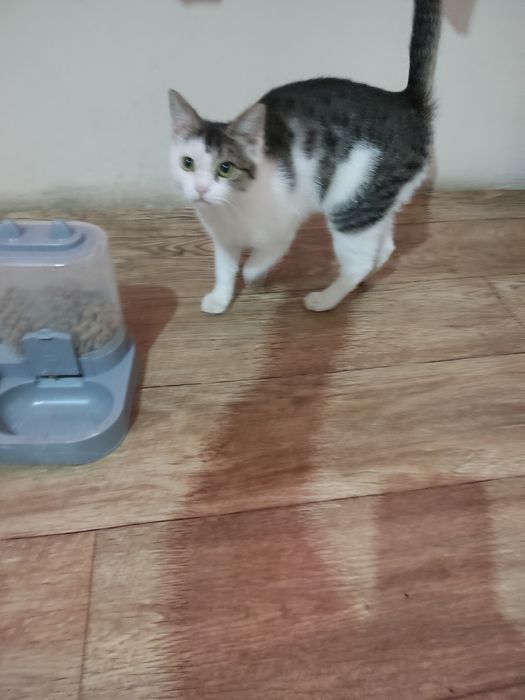 Мысық бар тегін берем