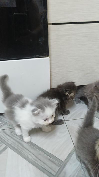 Отдам котят бесплатно.