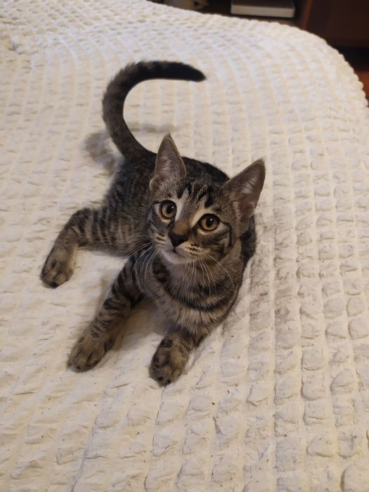 Бесплатно отдаю котят