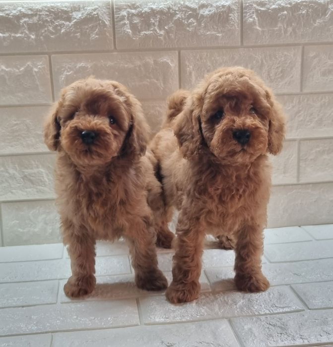 Той Пудел Мини Пудел