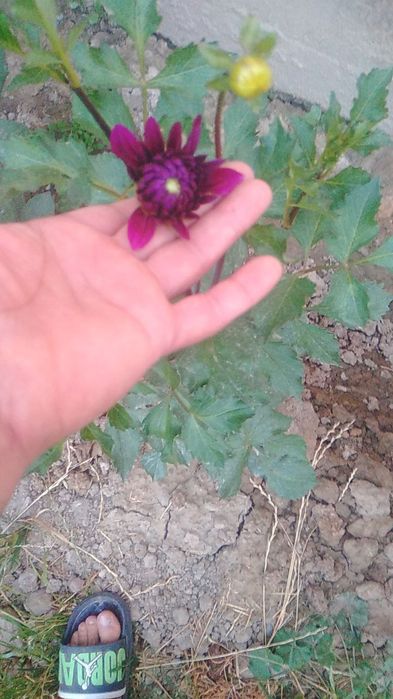 Цветы Георгины !!