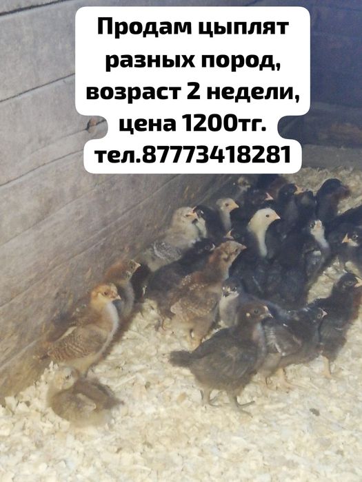 Продам цыплят разных пород