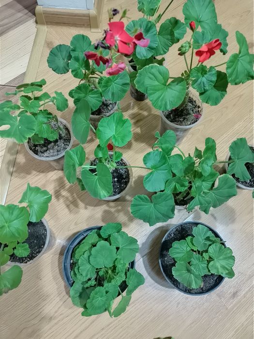 Продам комнатные цветы