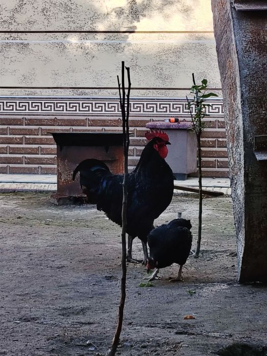 Horoz endi qichqirdi