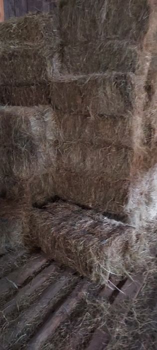 De vânzare Baloti lucerna, fân! Se asigura transport!