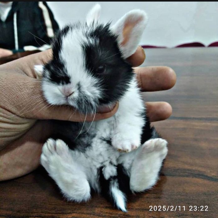 O'smidigan dekarativni quyonlar sotiladi