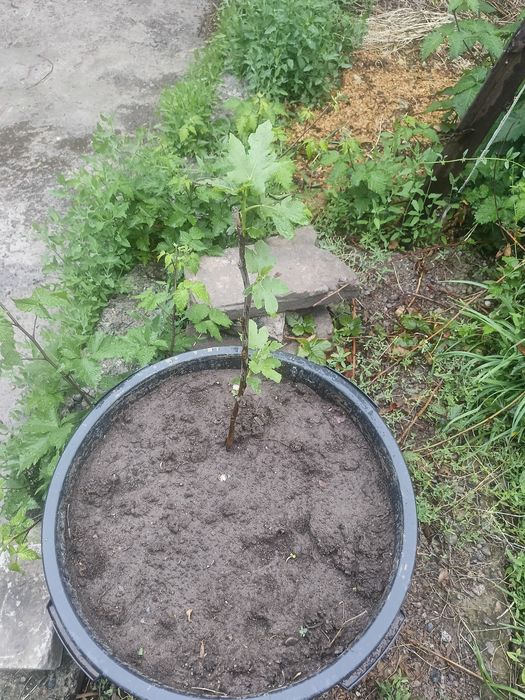 Продам Инжир Чапла
