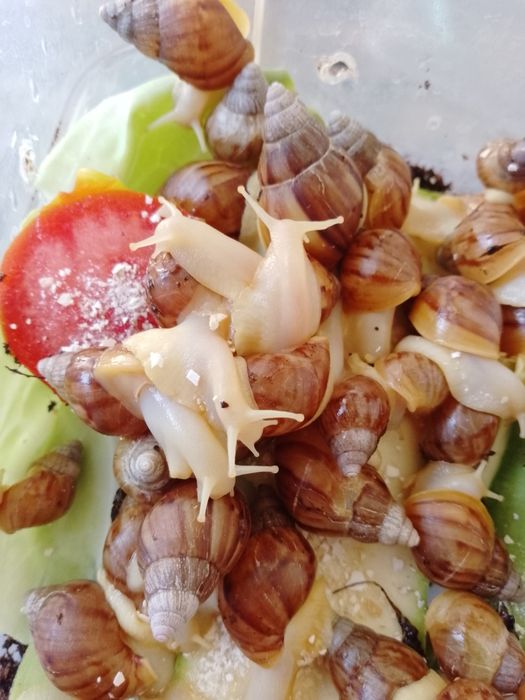 Улитка хатина от 3 см до 8 см