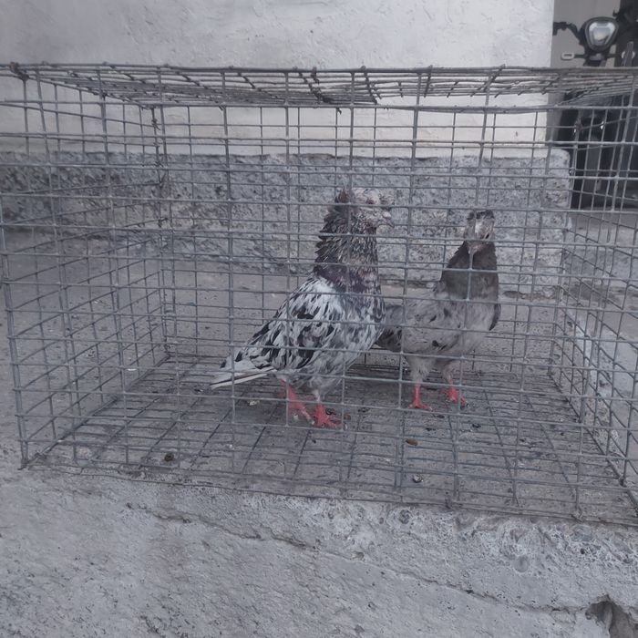 Челкар двух чуби пара гатовый лет с игрой