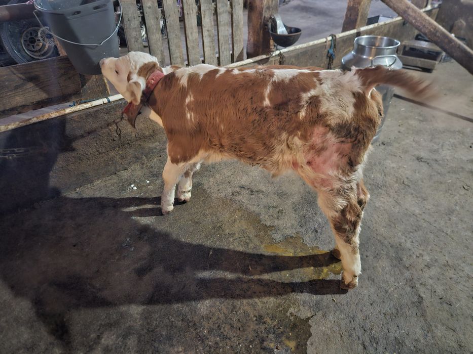 Taur  Bălțată Românească