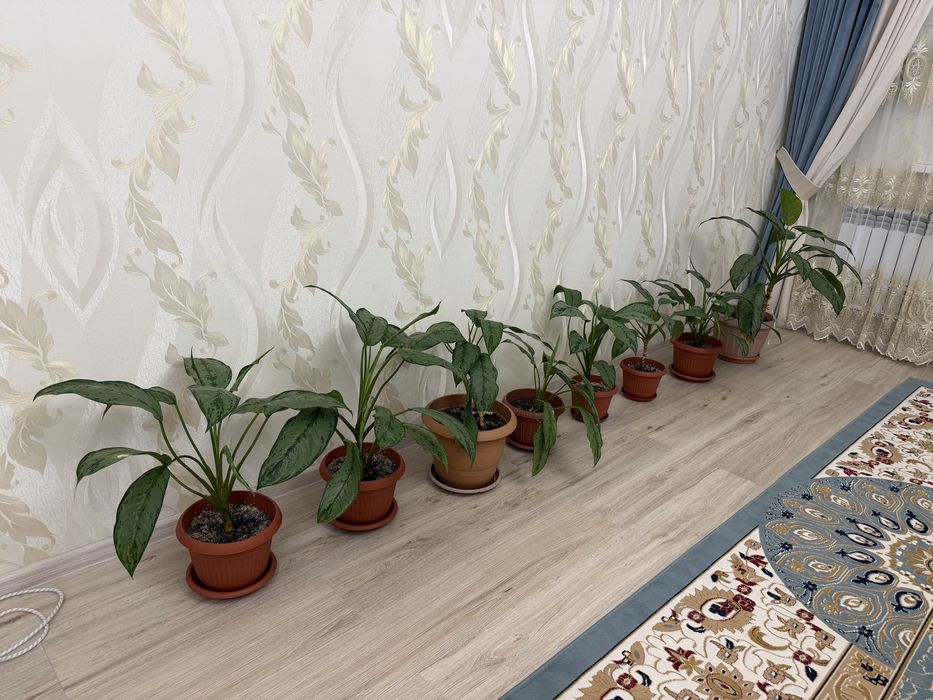 Комнатные растения