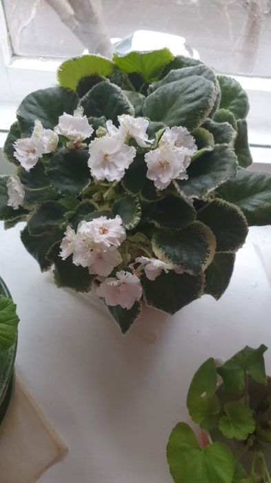 Фиалка фиолетовая