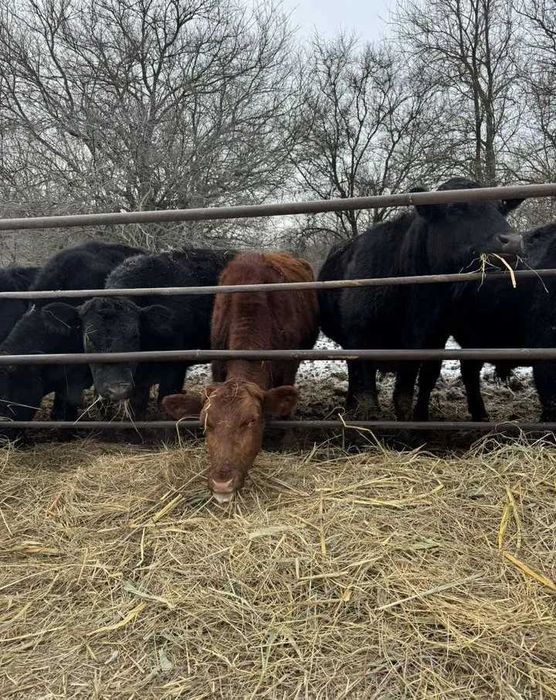 В продаже телята бычки