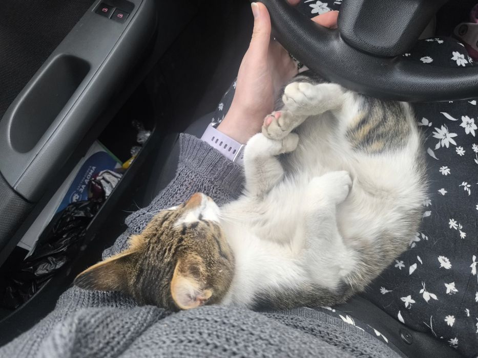 Подарявам женско коте ^^