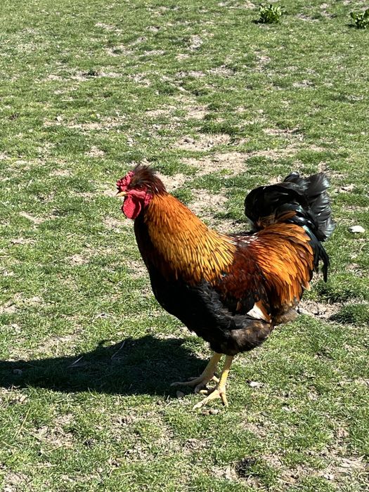 Vand fam. gaini motate