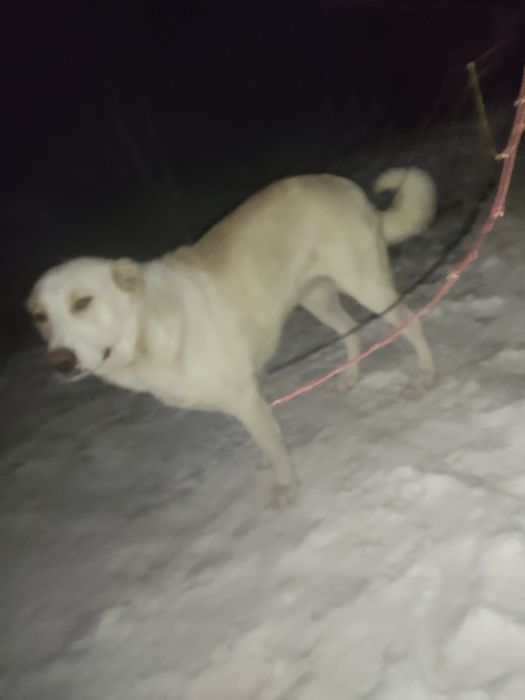 Срочно сатылады келісім бар