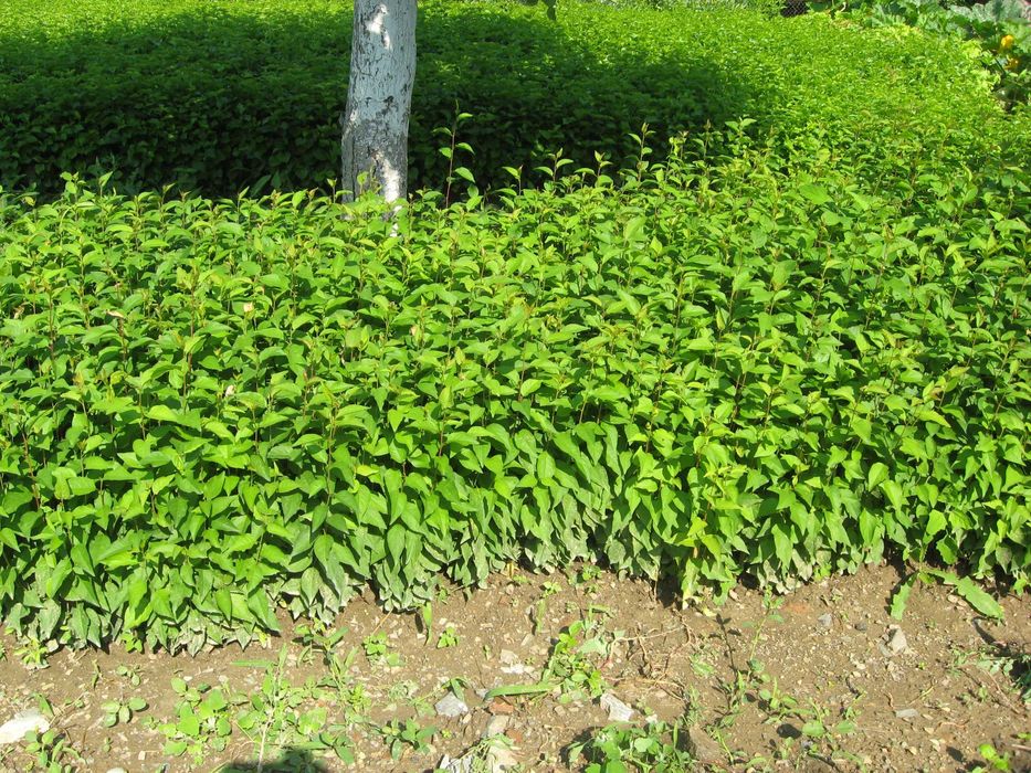 Продавам подложки джанка и махалебка.