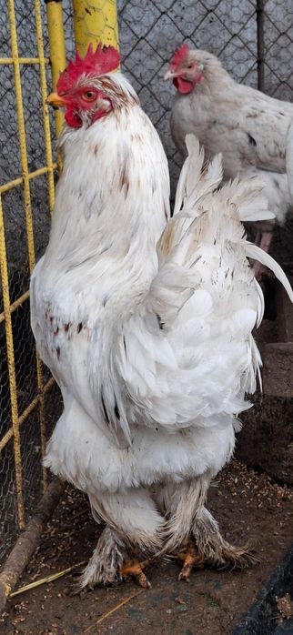 Cocoși  diferite rase