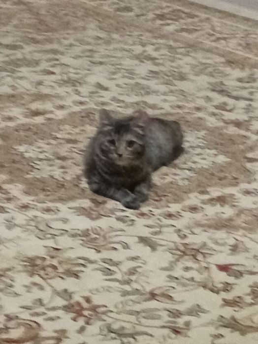 Одам кошку в добрый руки