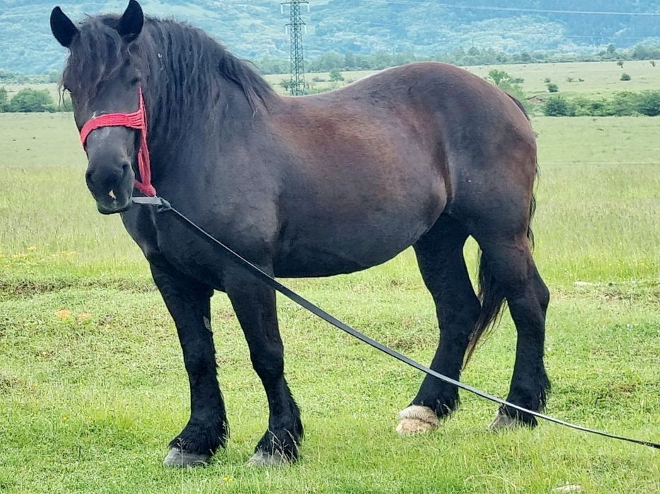 Vand/schimb iapa  grea