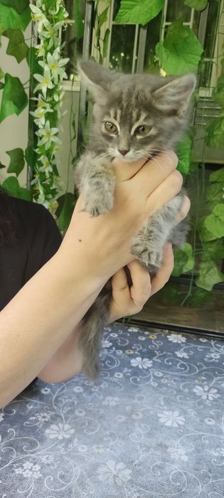 Котенок  пушистый