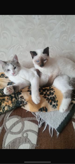 2 милейшие кошечки-сестренки