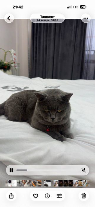 Mushuk sotiladi 1 yosh