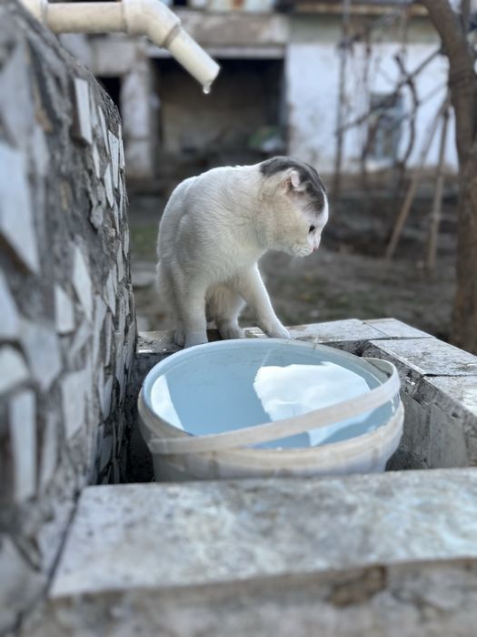 Vislauxiy gibrit 9 mest malchik