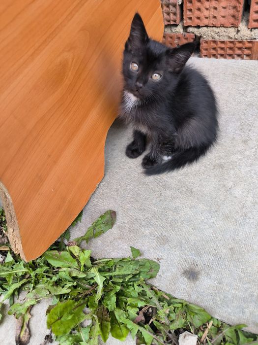 Котят отдам в добрые руки